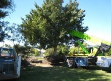 Kwikfynd Tree Management Services
sapphiretown